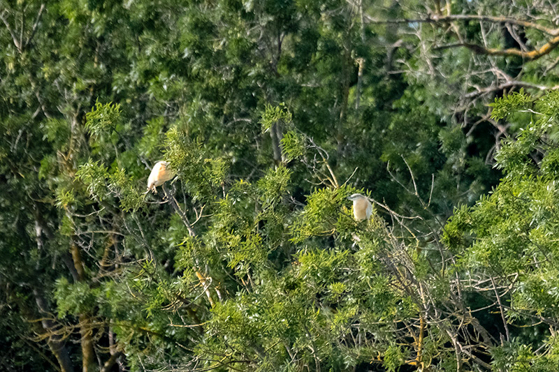 Martinet Ros (Ardeola Ralloides)