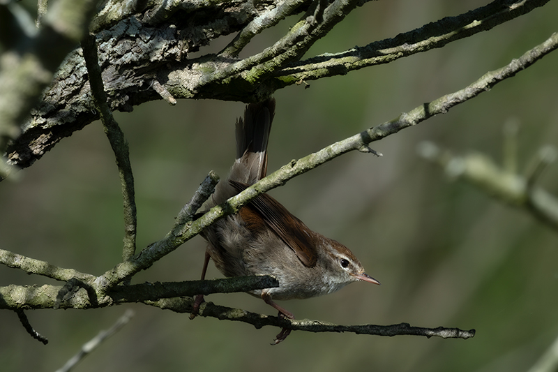 Rossinyol (Luscinia megarhynchos)