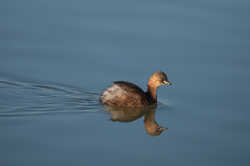 Cabusset ( Tachybaptus ruficollis )