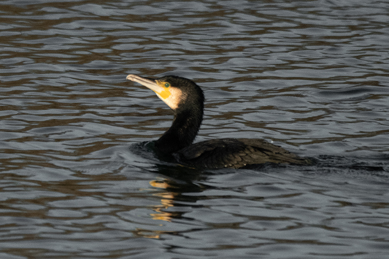 Corb marí ( Phalacrocorax carbon