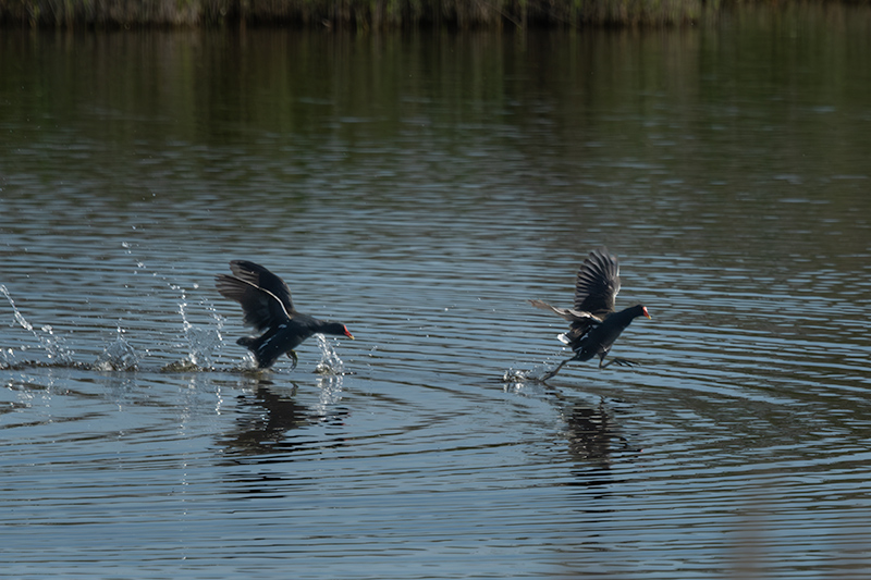 Polla d'aigua (Gallinula chloropus)