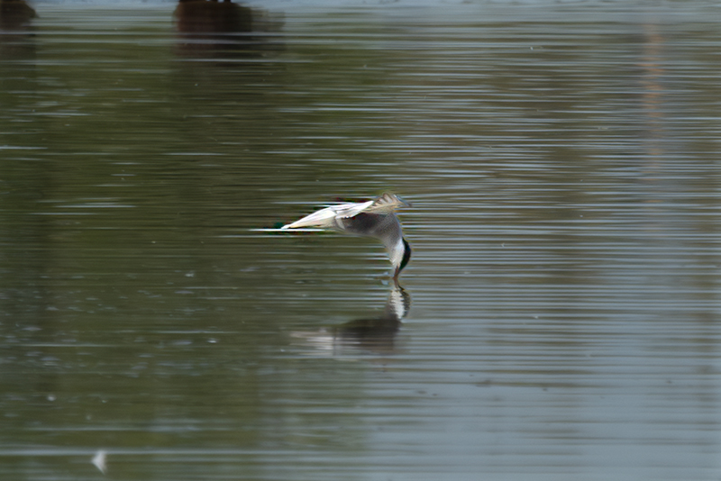 Fumarell carablanc ( Chlydonias hybridus )