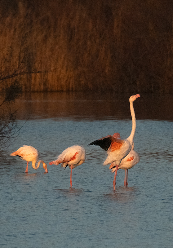 Flamenc ( Phoenicopterus ruber)