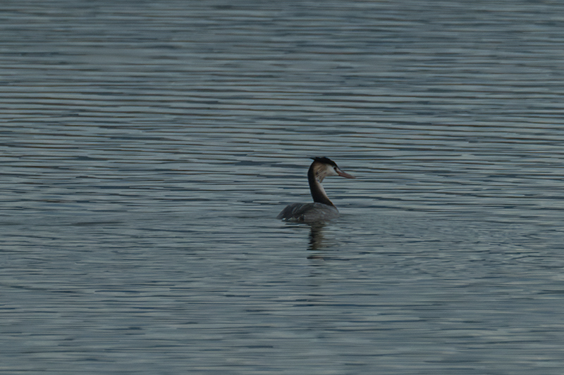 Cabussó emplomallat (Podiceps cristatus)