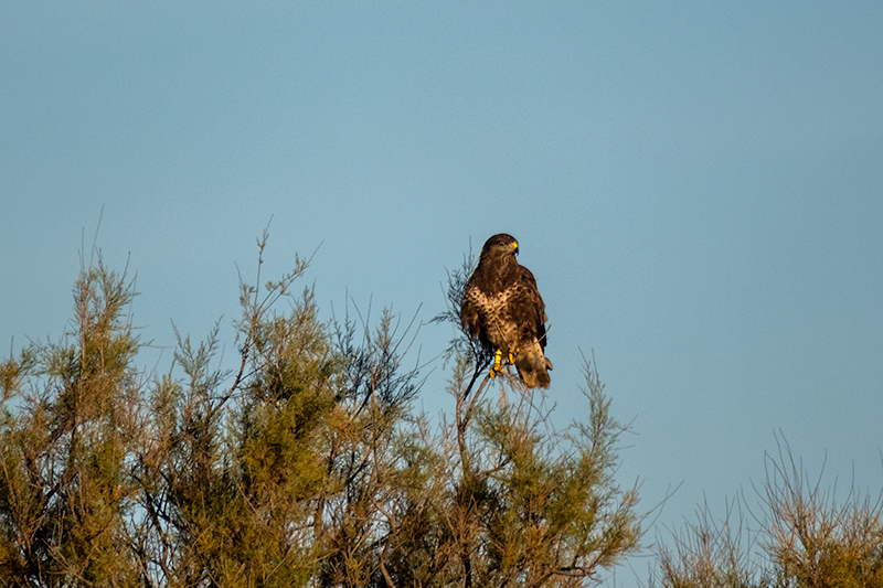 Aligot comú ( Buteo buteo )