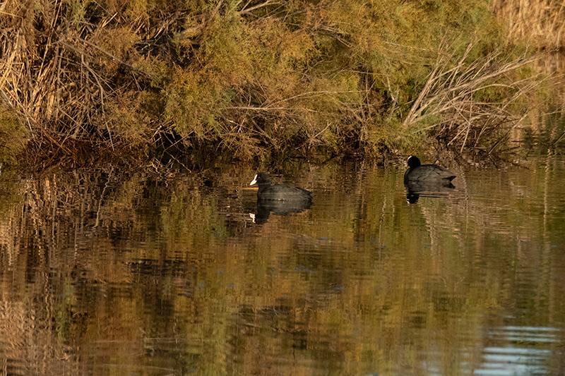 Fotja (Fulica atra)