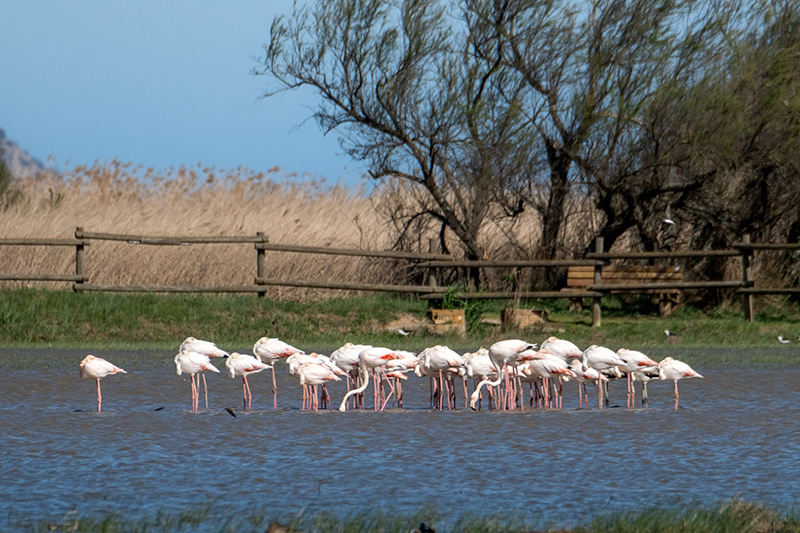 Flamenc ( Phoenicopterus ruber)