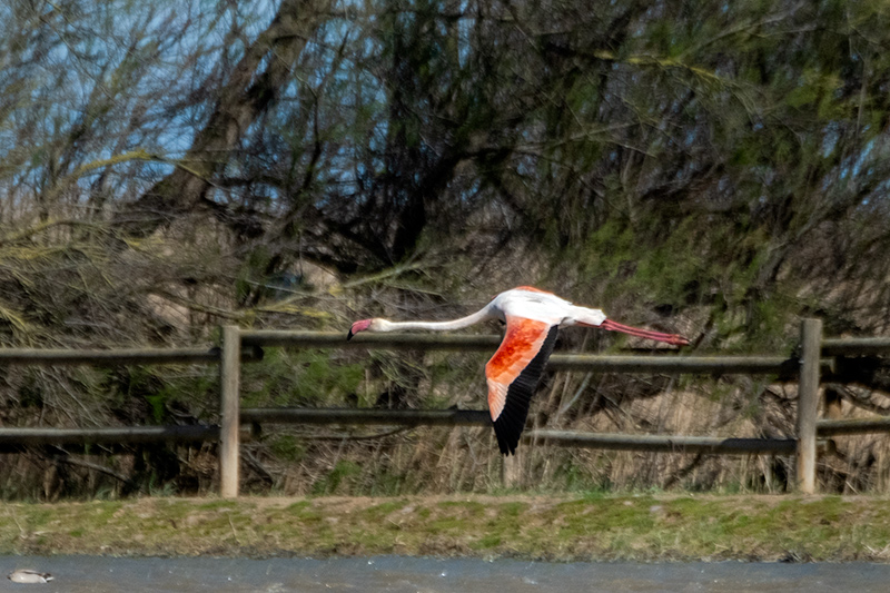 Flamenc ( Phoenicopterus ruber)