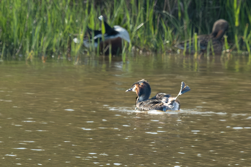 Cabussó emplomallat (Podiceps cristatus)