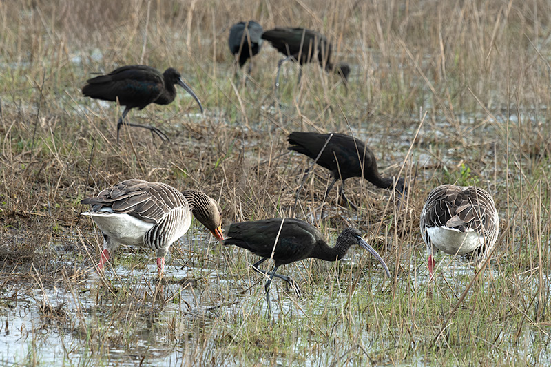 Oca vulgar (Anser anser) i Capó reial ( Plegadis falcinellus )