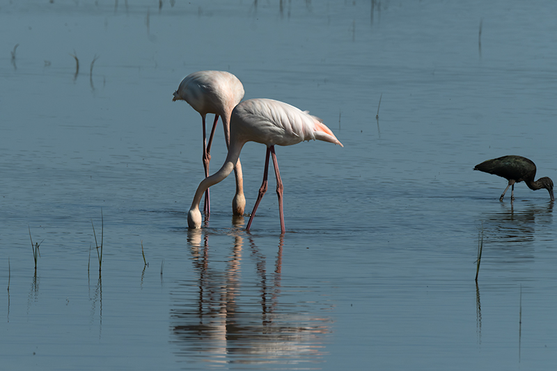 Flamencs ( Phoenicopterus ruber)