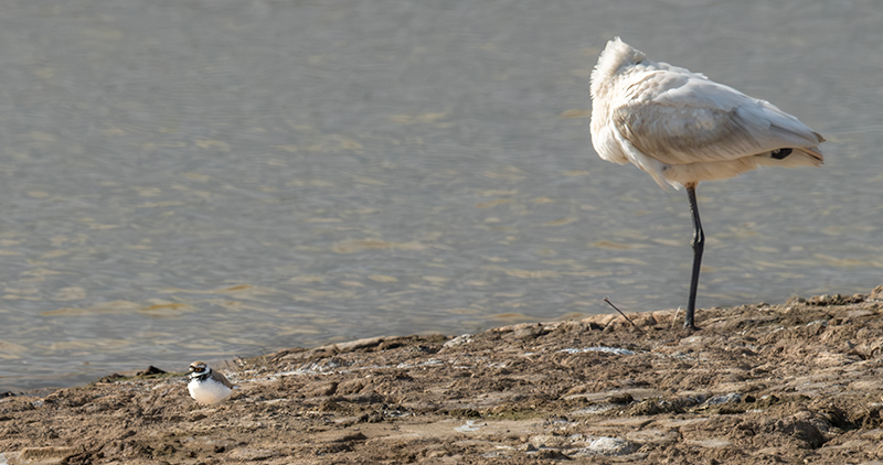 Bec Planer (Platalea leucorodia) i Corriol petit (Charadrius dubius)