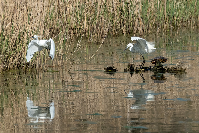 Martinet blanc (Egretta garzetta) Tortuga de Florida (Trachemys scripta elegans)