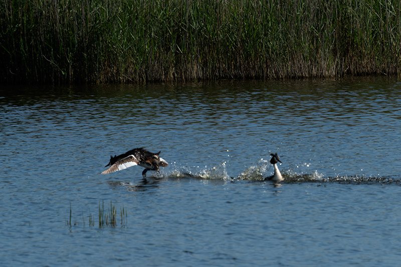 Cabussó emplomallat (Podiceps cristatus)