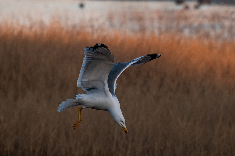 Gavià argentat ( Larus michahellis )