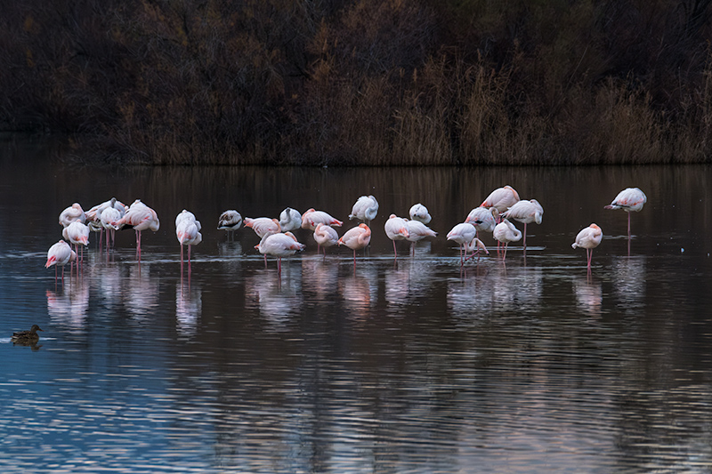 Flamenc ( Phoenicopterus ruber)