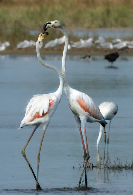 Flamencs ( Phoenicopterus ruber)
