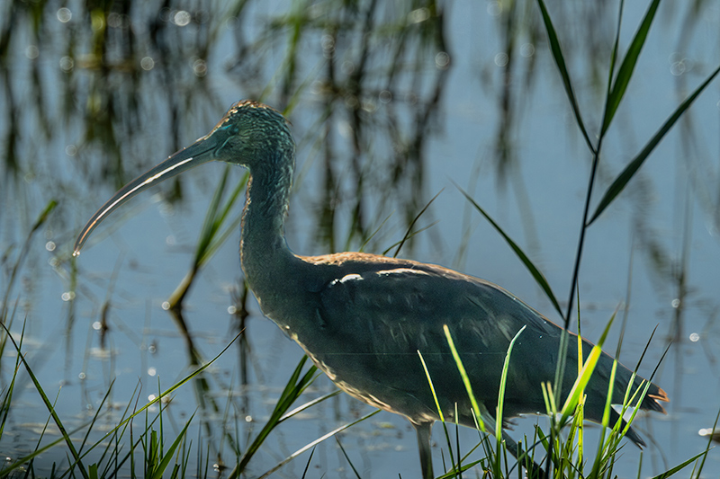 Capó reial ( Plegadis falcinellus )