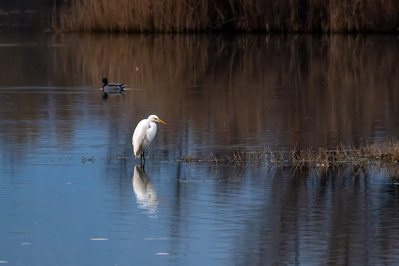 Agró blanc ( Ardea alba )