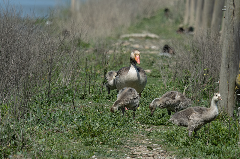 Oca vulgar (Anser anser)