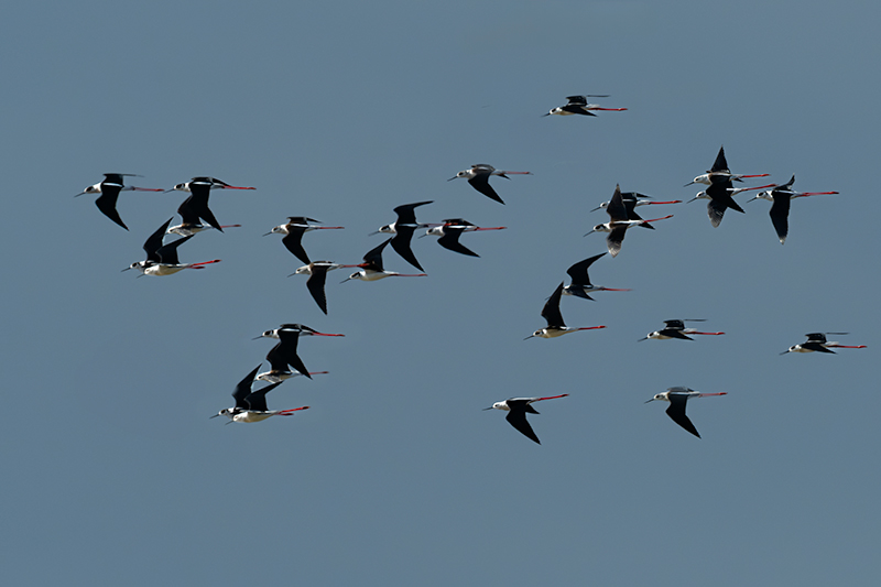 Cames llargues (Himantopus himantopus)