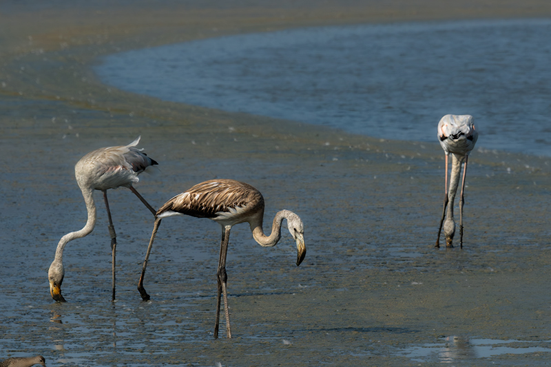 Flamencs ( Phoenicopterus ruber)