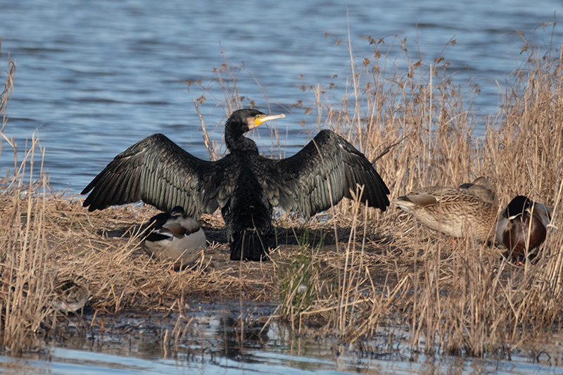 Corb marí ( Phalacrocorax carbon )