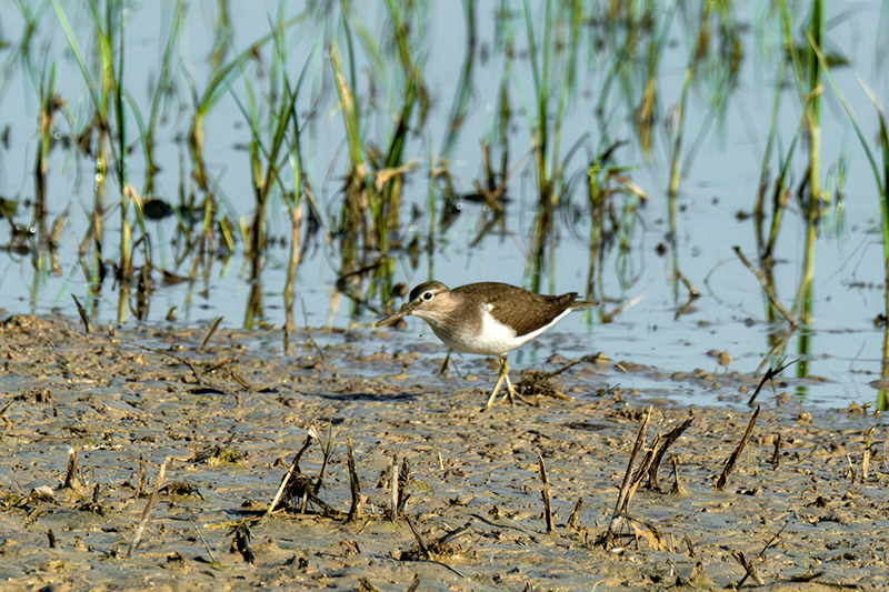 Xivitona vulgar (Actitis hypoleucos).