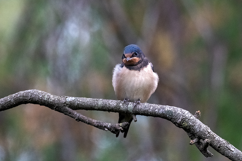 Oreneta vulgar ( Hirundo rustica )