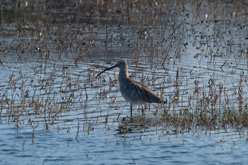 Becut (Numenius arquatus)