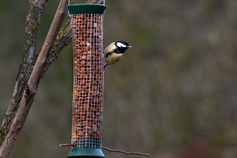 Mallerenga carbonera (Parus major)