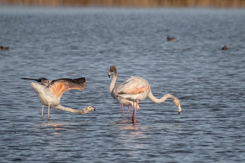 Flamencs ( Phoenicopterus ruber)