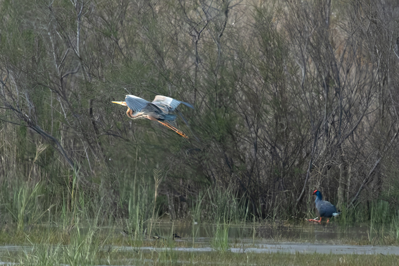 Agró roig ( Ardea purpurea ) i Polla blava (Porphyrio porphyrio)