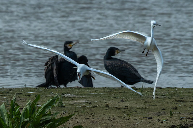 Martinet blanc (Egretta garzetta)