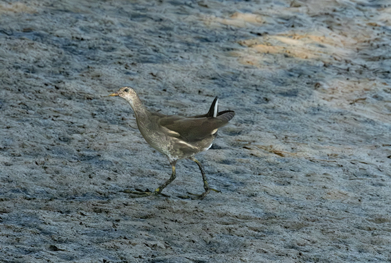 Polla d'aigua (Gallinula chloropus)