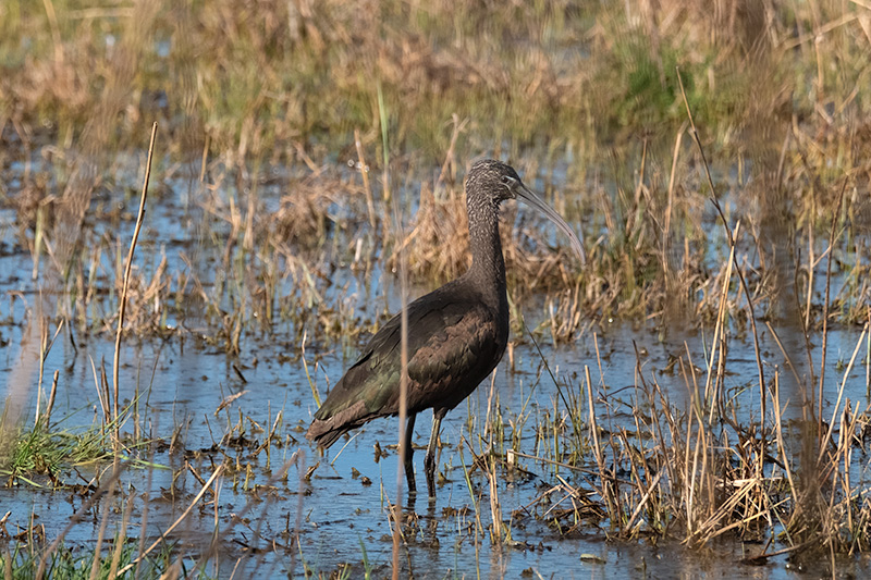 Capó reial (Plegadis falcinellus)