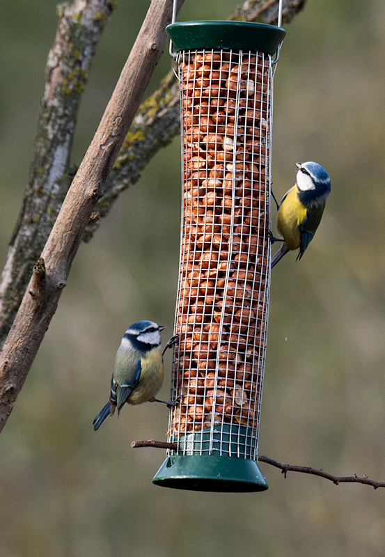 Mallerenga blava (Cyanistes caeruleus)