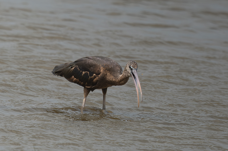 Capó reial ( Plegadis falcinellus )