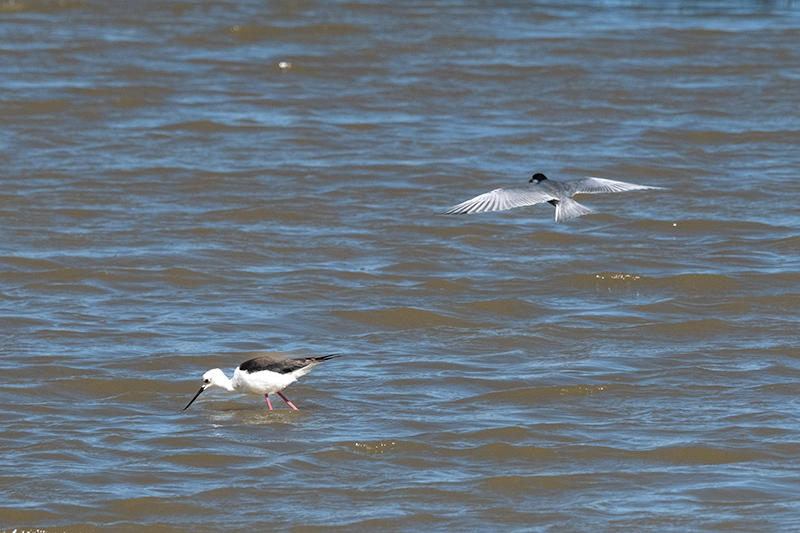 Cames llargues ( Himantopus himantopus ),Fumarell carablanc ( Chlydonias hybridus )