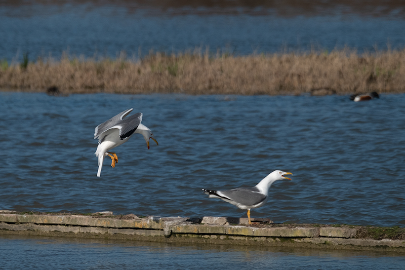 Gavià argentat ( Larus michahellis )