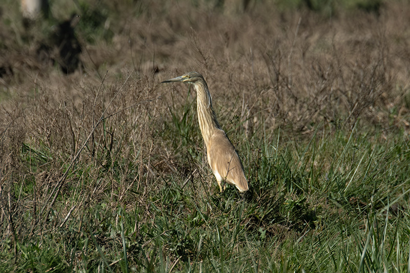 Martinet ros ( Ardeola ralloides )