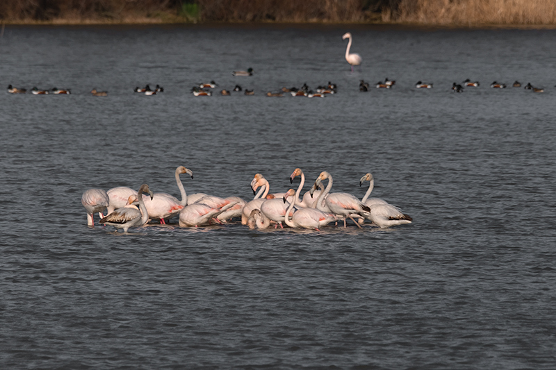 Flamencs ( Phoenicopterus ruber )