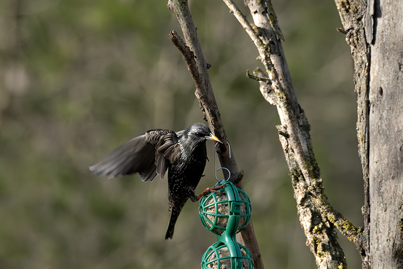 Estornell vulgar (Sturnus vulgaris)