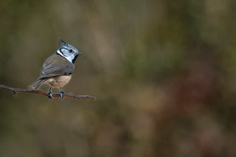 Mallerenga emplomallada (Parus cristatus)