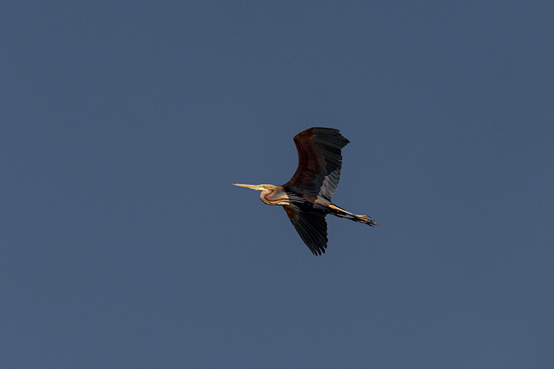 Agró roig (Ardea purpurea)