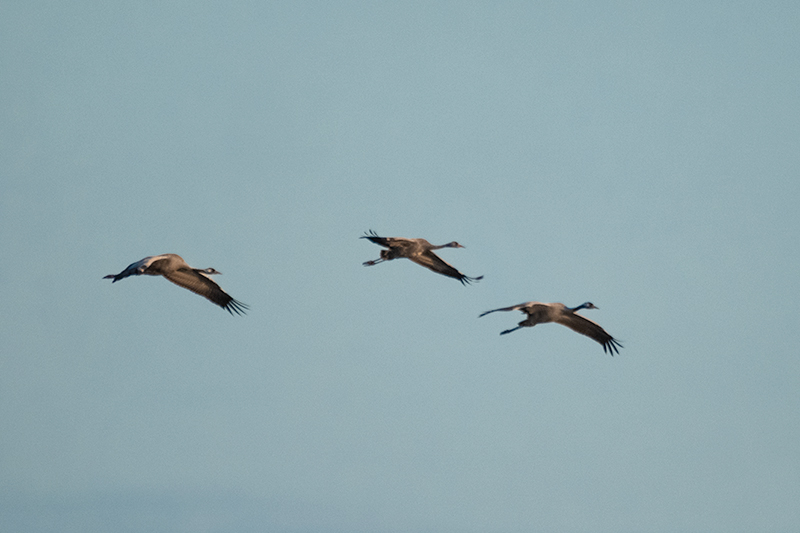 Grues (Grus grus)