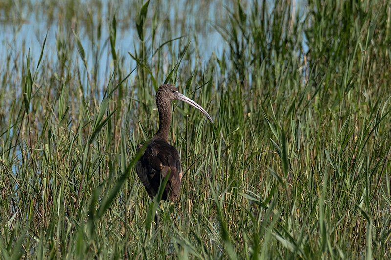 Capó reial (Plegadis falcinellus).