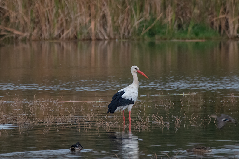 Cigonya (Ciconia ciconia)