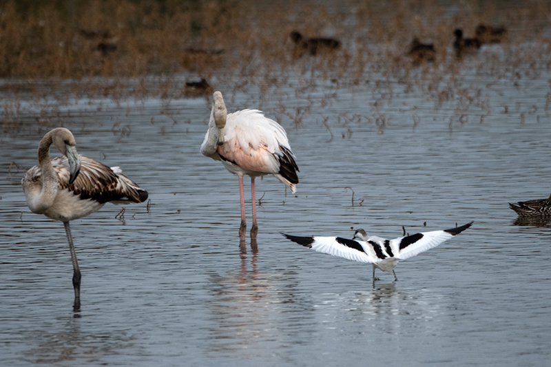 Flamenc (Phoenicopterus ruber)  Bec d'alena ( Recurvirostra avosetta)