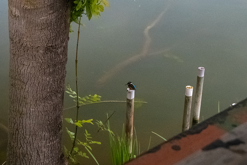 Blauet  (Alcedo atthis )